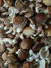 Продам грибы шиитаке Shiitake на постоянной основе
